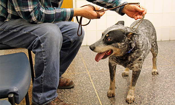 Australian Cattle Dog Health Traits