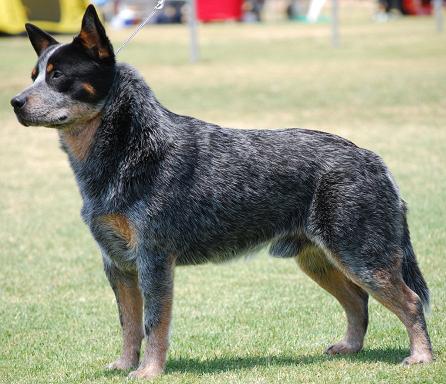 The Australian Cattle Dog Breed Standard