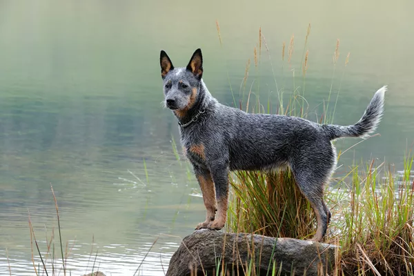 Australian Cattle Dog in field