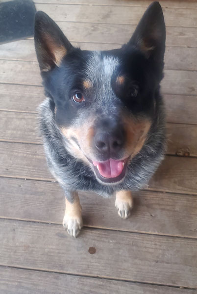 Australian Cattle Dog Temperament